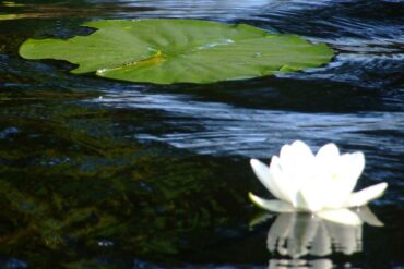 Dobrudscha-Donaudelta-11-370x247