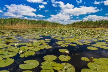 Dobrudscha-Donaudelta-12-370x247