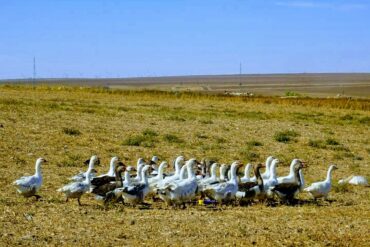 Dobrudscha-Donaudelta-17-370x247