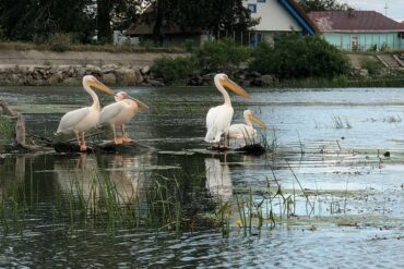 Dobrudscha-Donaudelta-4-370x247