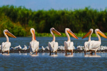 Donaudelta-prev-1-370x247