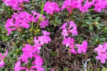 Fagarascher-Gebirge-3-370x247