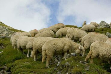 Fahrrad-durch-Transsilvanien-ab-bis-Sibiu-3-370x247
