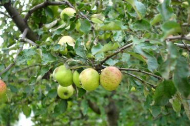 Fahrrad-durch-die-Bucovina-10-370x247