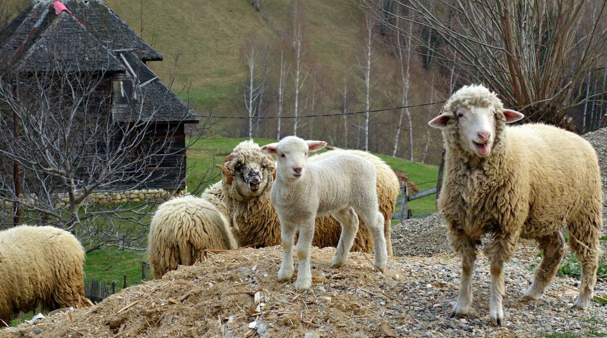 Mit dem Fahrrad durch die Bucovina (geführt)