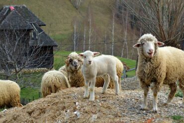 Fahrrad-durch-die-Bucovina-5-370x247