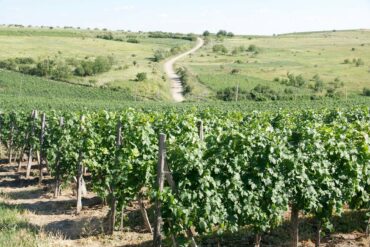 Luxus-Weinreise-4-370x247