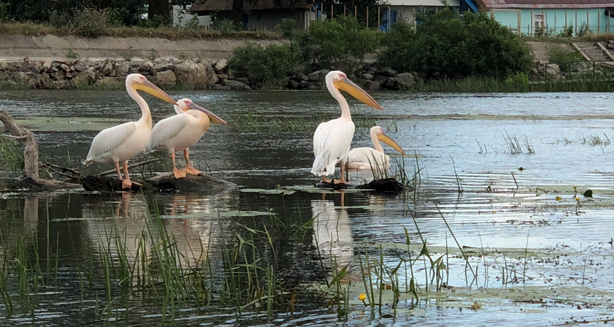 Aktiv im Donaudelta