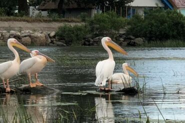 Siebenbuergen-Rundfahrt-mit-Donaudelta-2-370x247