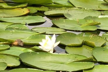 Siebenbuergen-und-Donaudelta-3-370x247