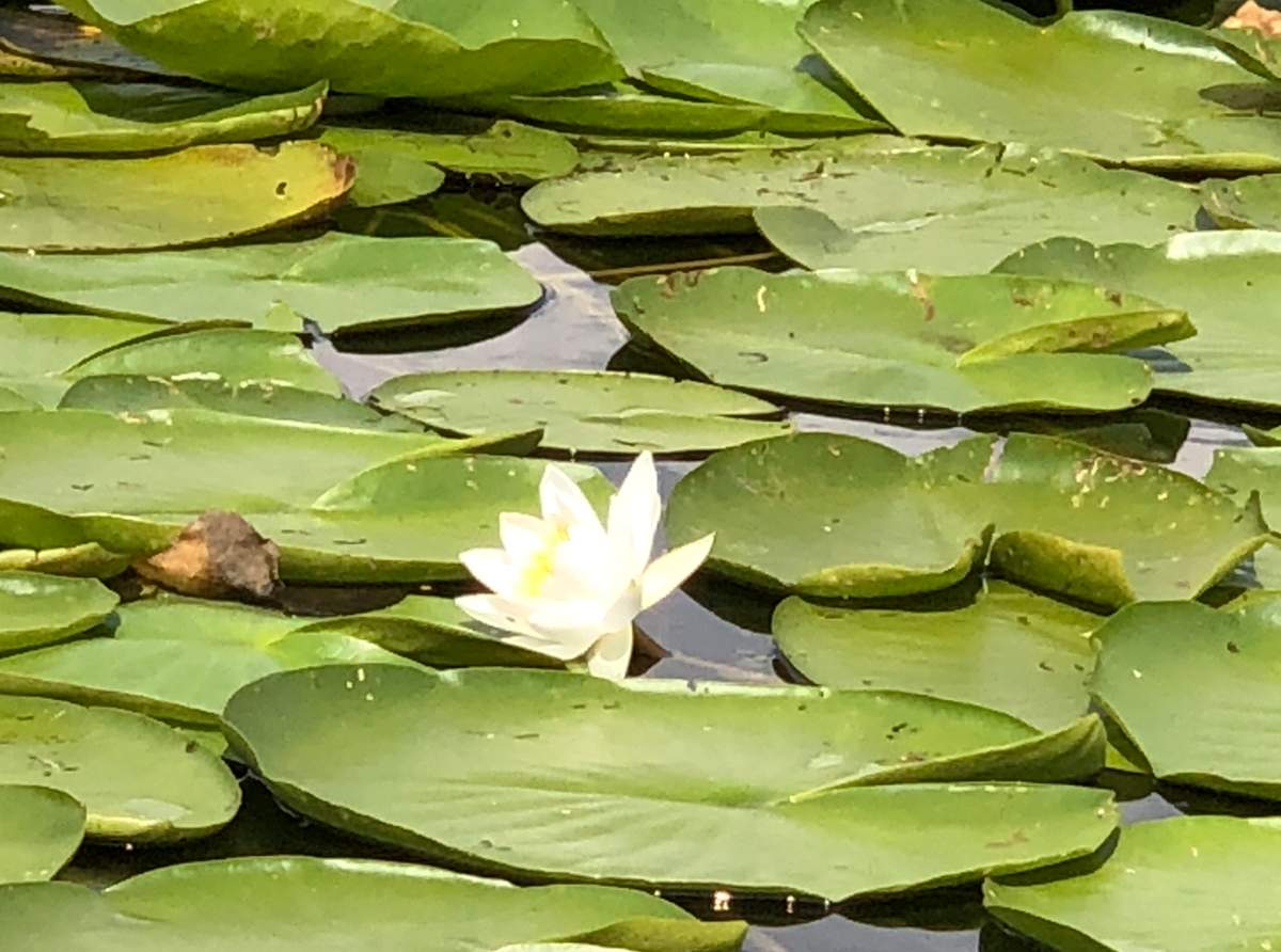 Siebenbuergen-und-Donaudelta-3