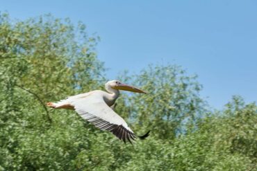 Siebenbuergen-und-Donaudelta-6-370x247