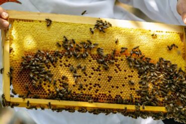 Weinland-Moldawien-23-370x247